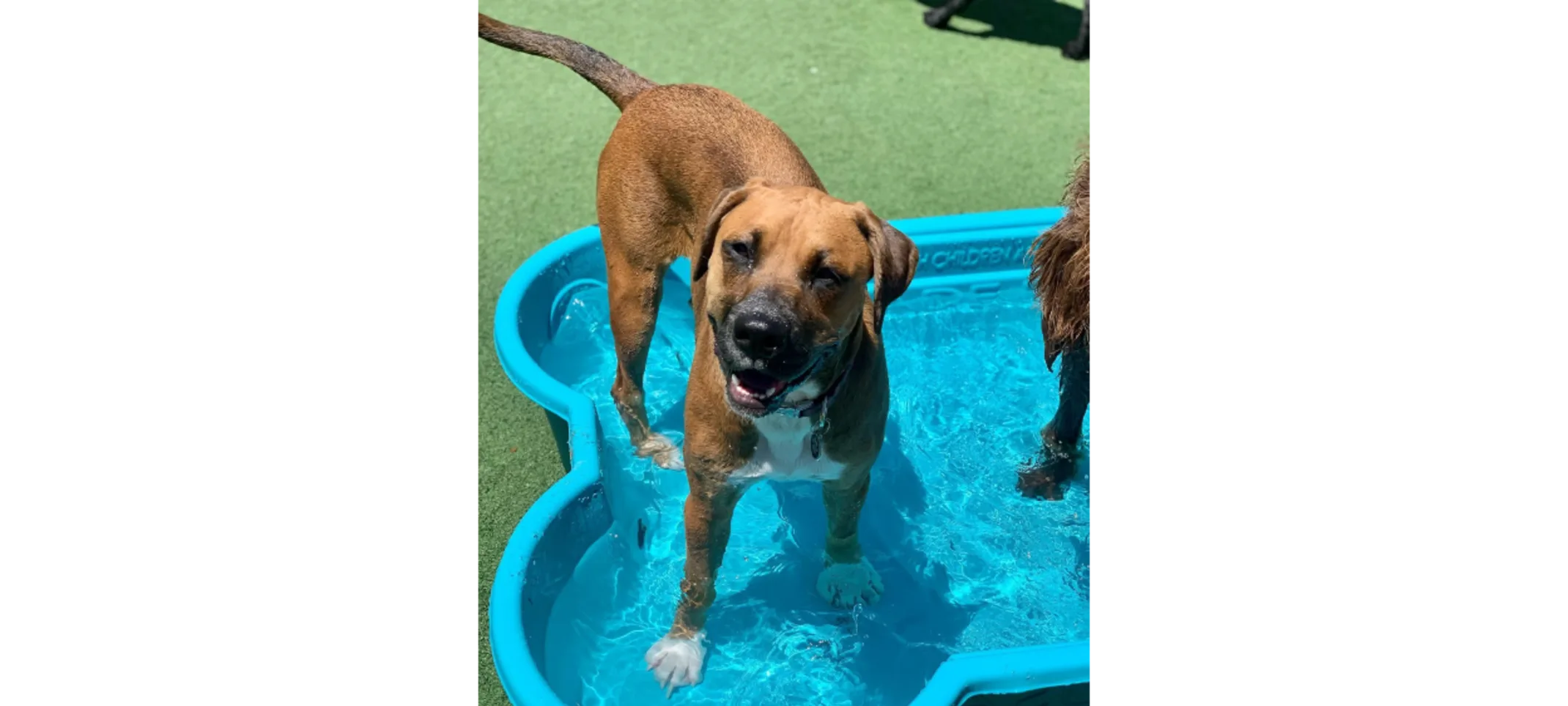 Brown Dog Standing In Kiddie Pool
